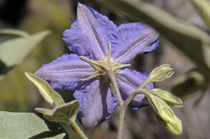 Hinds Nightshade; back-side of purple flower showing the calyx and corolla petals. Solanum hindsianum